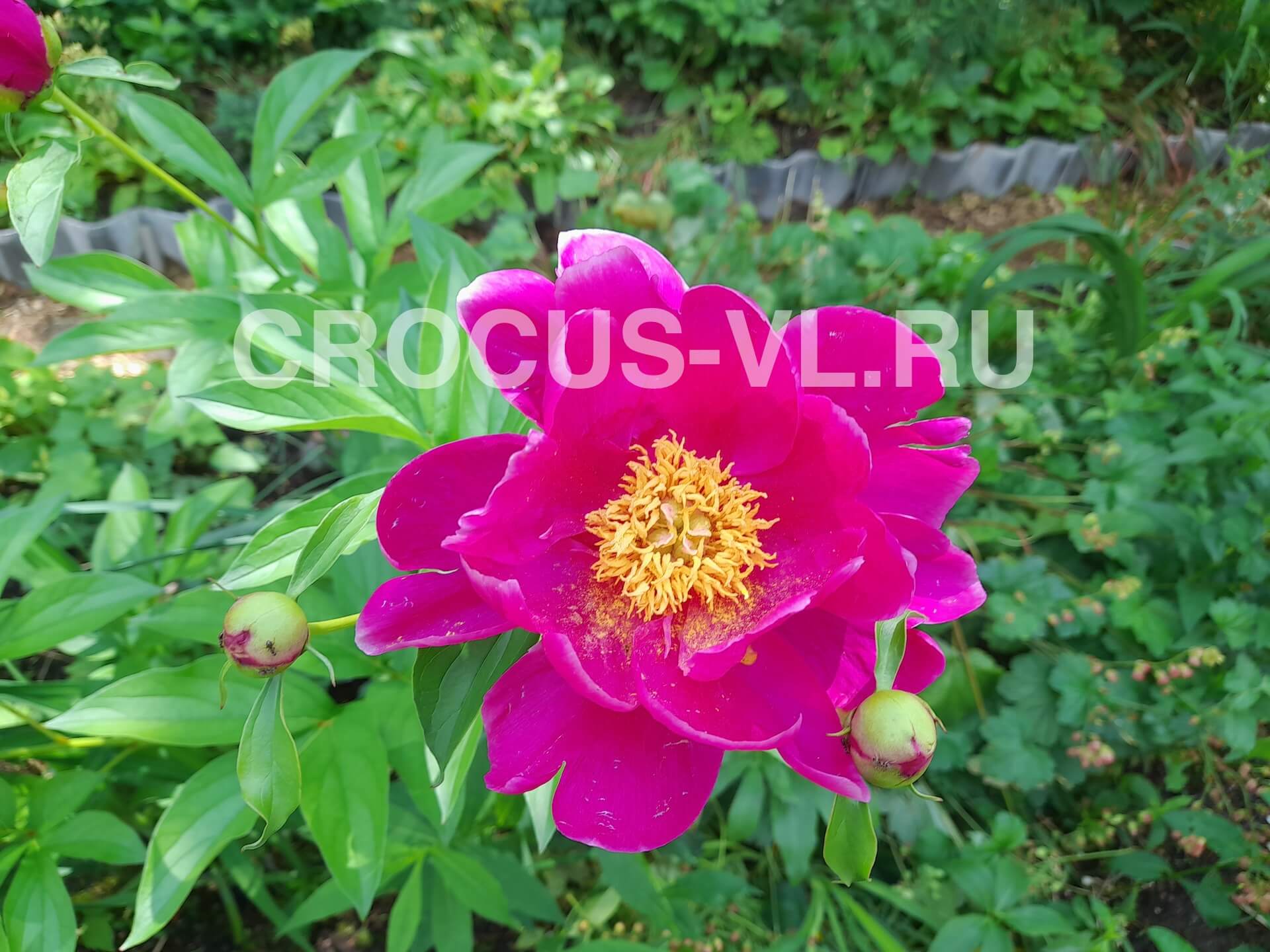 Пион травянистый «Paula Fay»